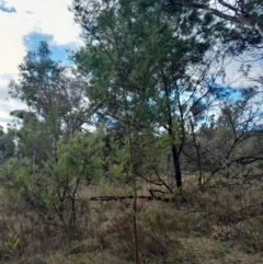 Acacia decurrens at O'Malley, ACT - 10 Jul 2024