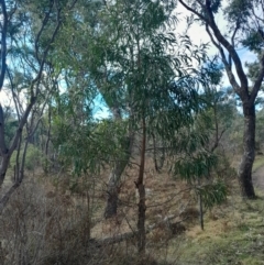 Acacia implexa at O'Malley, ACT - 10 Jul 2024 03:12 PM