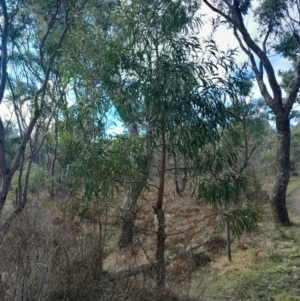 Acacia implexa at O'Malley, ACT - 10 Jul 2024