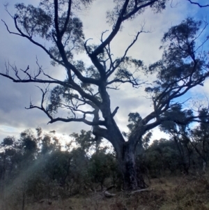 Eucalyptus bridgesiana at O'Malley, ACT - 10 Jul 2024