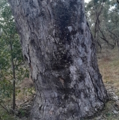 Eucalyptus bridgesiana at O'Malley, ACT - 10 Jul 2024