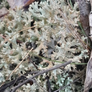 Cladia corallaizon at O'Malley, ACT - 10 Jul 2024 03:37 PM