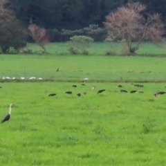 Threskiornis spinicollis (Straw-necked Ibis) at Jamberoo, NSW - 9 Jul 2024 by RobParnell