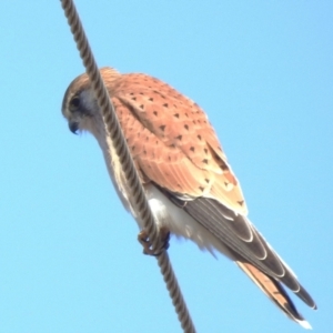 Falco cenchroides at Tharwa, ACT - 6 Jul 2024