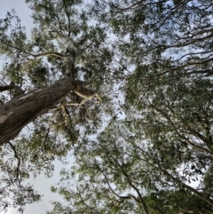 Eucalyptus mannifera at Chapman, ACT - 10 Jul 2024