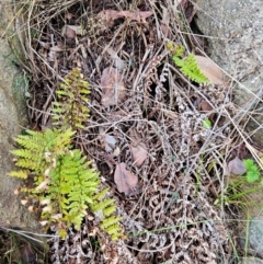 Polystichum proliferum (Mother Shield Fern) at Chapman, ACT - 10 Jul 2024 by BethanyDunne