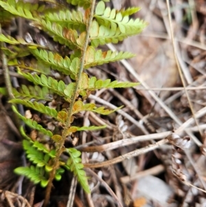 Polystichum proliferum at Chapman, ACT - 10 Jul 2024