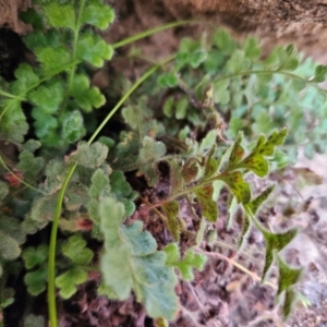 Pleurosorus rutifolius at Chapman, ACT - 11 Jul 2024