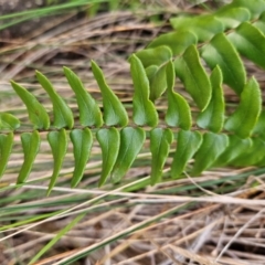 Pellaea calidirupium (Hot Rock Fern) at Kambah, ACT - 10 Jul 2024 by BethanyDunne