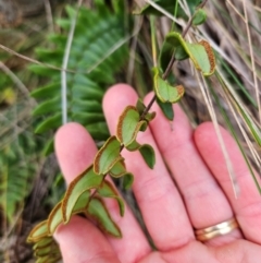 Pellaea calidirupium at Kambah, ACT - 10 Jul 2024