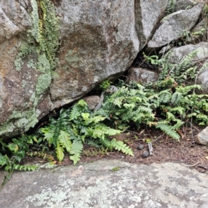 Pellaea calidirupium at Kambah, ACT - 10 Jul 2024