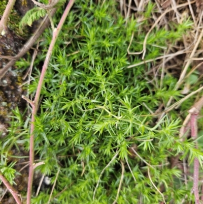 Stellaria pungens (Prickly Starwort) at Kambah, ACT - 10 Jul 2024 by BethanyDunne