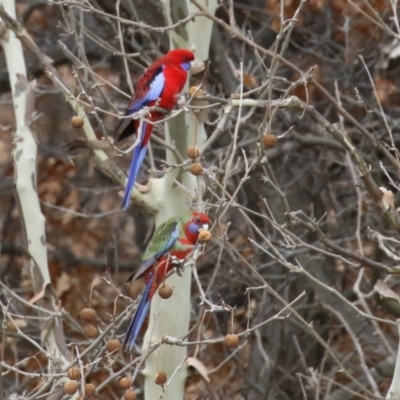 Platycercus elegans (Crimson Rosella) at Environa, NSW - 10 Jul 2024 by RodDeb