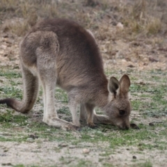 Macropus giganteus (Eastern Grey Kangaroo) at Tralee, NSW - 10 Jul 2024 by RodDeb