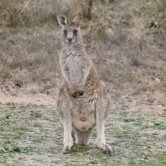 Macropus giganteus at Tralee, NSW - 10 Jul 2024