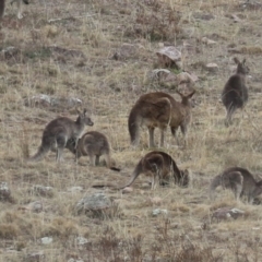 Macropus giganteus at Tralee, NSW - 10 Jul 2024