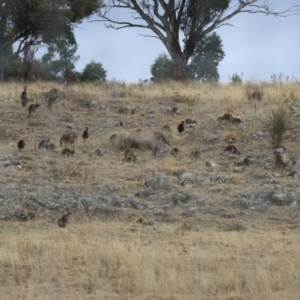 Macropus giganteus at Tralee, NSW - 10 Jul 2024