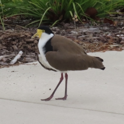 Vanellus miles (Masked Lapwing) at Tralee, NSW - 10 Jul 2024 by RodDeb