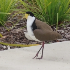 Vanellus miles at Tralee, NSW - 10 Jul 2024 01:26 PM