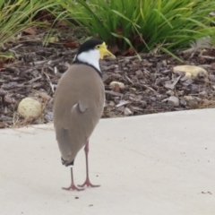 Vanellus miles at Tralee, NSW - 10 Jul 2024 01:26 PM