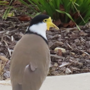 Vanellus miles at Tralee, NSW - 10 Jul 2024 01:26 PM