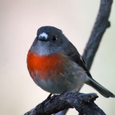 Petroica boodang (Scarlet Robin) at Pialligo, ACT - 10 Jul 2024 by jb2602