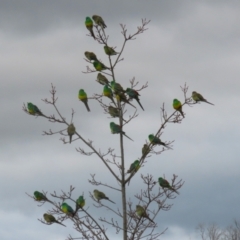 Psephotus haematonotus (Red-rumped Parrot) at Tralee, NSW - 10 Jul 2024 by RodDeb