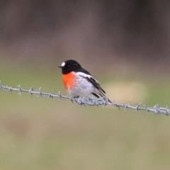 Petroica boodang (Scarlet Robin) at Tralee, NSW - 10 Jul 2024 by RodDeb