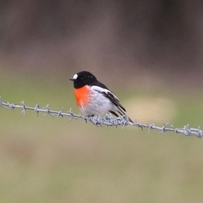 Petroica boodang (Scarlet Robin) at Tralee, NSW - 10 Jul 2024 by RodDeb