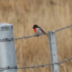 Petroica boodang at Tralee, NSW - 10 Jul 2024 01:12 PM