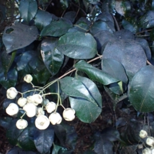 Syzygium smithii at Berry, NSW - 10 Jul 2024