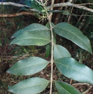 Notelaea longifolia f. longifolia at Berry, NSW - 10 Jul 2024 10:04 AM