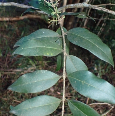 Notelaea longifolia f. longifolia (Mock Olive) at Berry, NSW - 10 Jul 2024 by plants