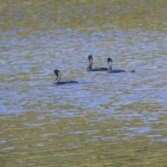 Phalacrocorax sulcirostris (Little Black Cormorant) at Gerroa, NSW - 11 Jul 2024 by plants