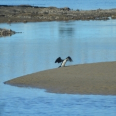 Microcarbo melanoleucos (Little Pied Cormorant) at Gerroa, NSW - 11 Jul 2024 by plants