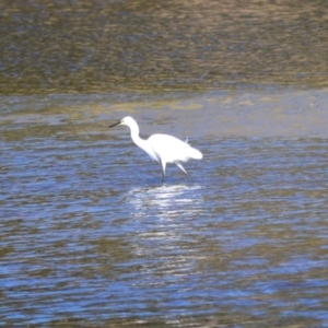 Egretta garzetta at Gerroa, NSW - 11 Jul 2024