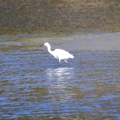 Egretta garzetta (Little Egret) at Gerroa, NSW - 11 Jul 2024 by plants