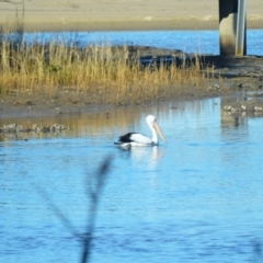 Pelecanus conspicillatus (Australian Pelican) at Gerroa, NSW - 10 Jul 2024 by plants