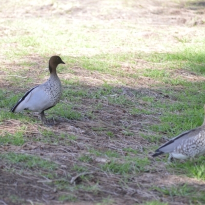 Chenonetta jubata (Australian Wood Duck) at Gerroa, NSW - 11 Jul 2024 by plants