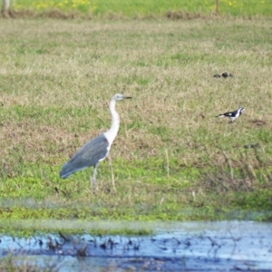 Ardea pacifica at Berry, NSW - 11 Jul 2024 01:19 AM