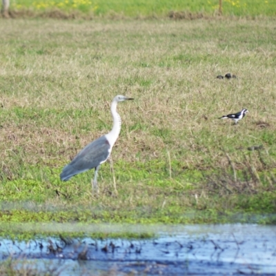 Ardea pacifica (White-necked Heron) at Berry, NSW - 10 Jul 2024 by plants