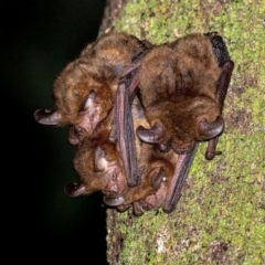 Nyctophilus bifax (Eastern Long-eared Bat) at Wonga Beach, QLD - 15 Oct 2019 by MichaelBedingfield