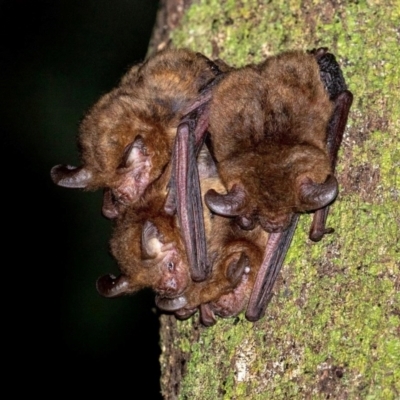 Nyctophilus bifax (Eastern Long-eared Bat) at Wonga Beach, QLD - 15 Oct 2019 by michaelb