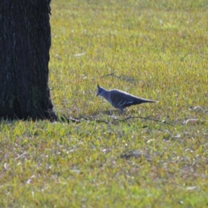 Ocyphaps lophotes at Berry, NSW - 10 Jul 2024