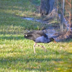 Porphyrio melanotus (Australasian Swamphen) at Berry, NSW - 10 Jul 2024 by plants