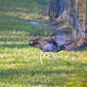 Porphyrio melanotus at Berry, NSW - 10 Jul 2024