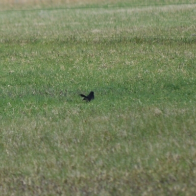 Rhipidura leucophrys (Willie Wagtail) at Berry, NSW - 10 Jul 2024 by plants