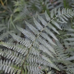 Hypolepis muelleri (Harsh Ground Fern, Swamp Bracken) at Berry, NSW - 10 Jul 2024 by plants