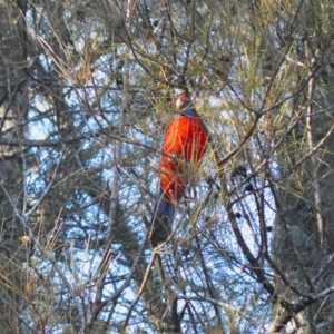 Platycercus elegans at Berry, NSW - 10 Jul 2024