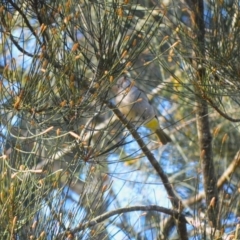 Pachycephala pectoralis (Golden Whistler) at Berry, NSW - 10 Jul 2024 by plants